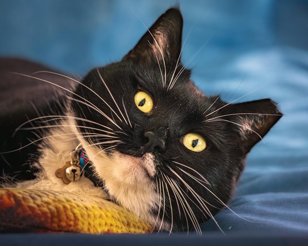 How can UK pet owners manage pet anxiety effectively?